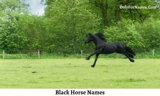 Black Horse Names