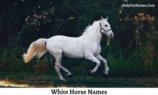 White Horse Names