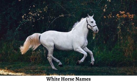 White Horse Names