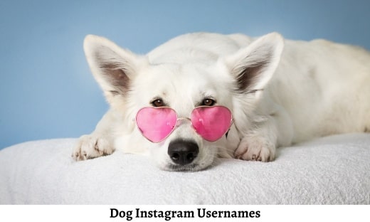 Dog Instagram Usernames