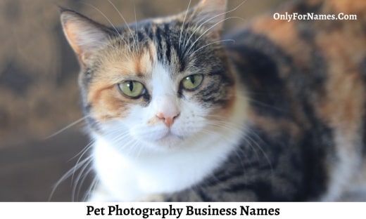Pet Photography Business Names