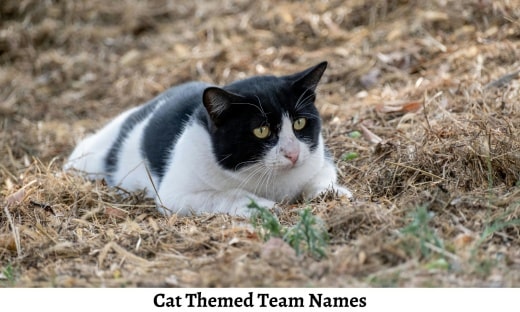 Cat Themed Team Names