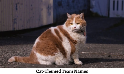 Cat-Themed Team Names