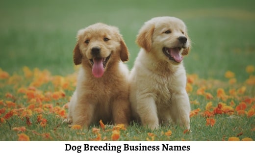 Dog Breeding Business Names