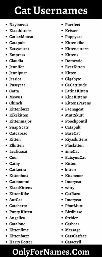 170 Cat Usernames And Suggestions For Cat Profile