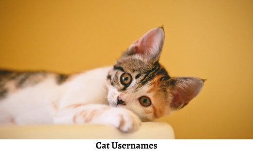 Cat Usernames