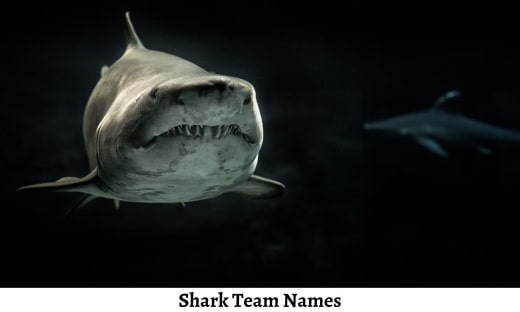 Shark Team Names
